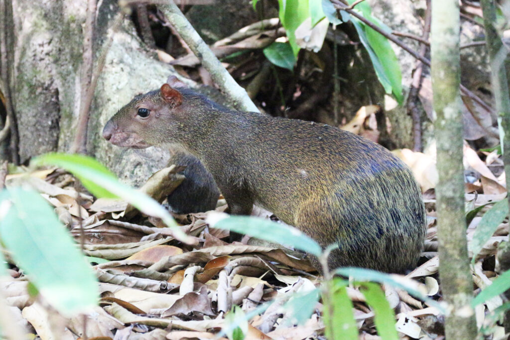 agouti in costa rica