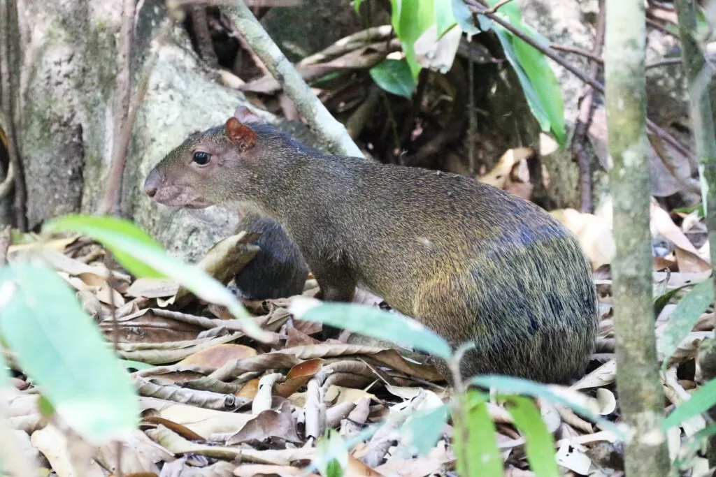 agouti in costa rica