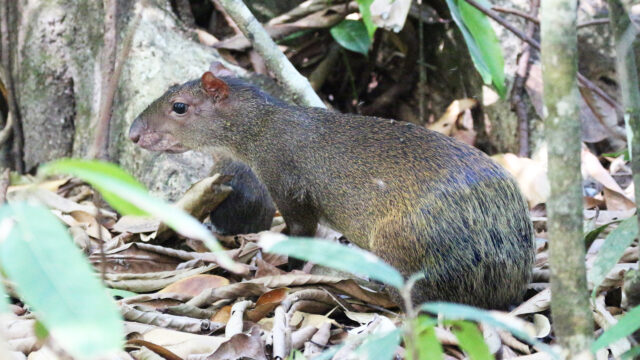 agouti in costa rica