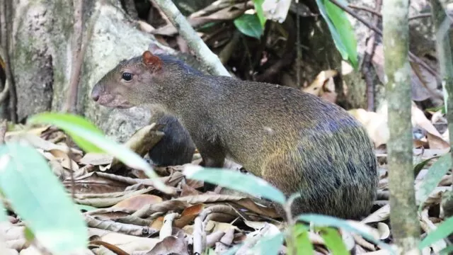agouti in costa rica