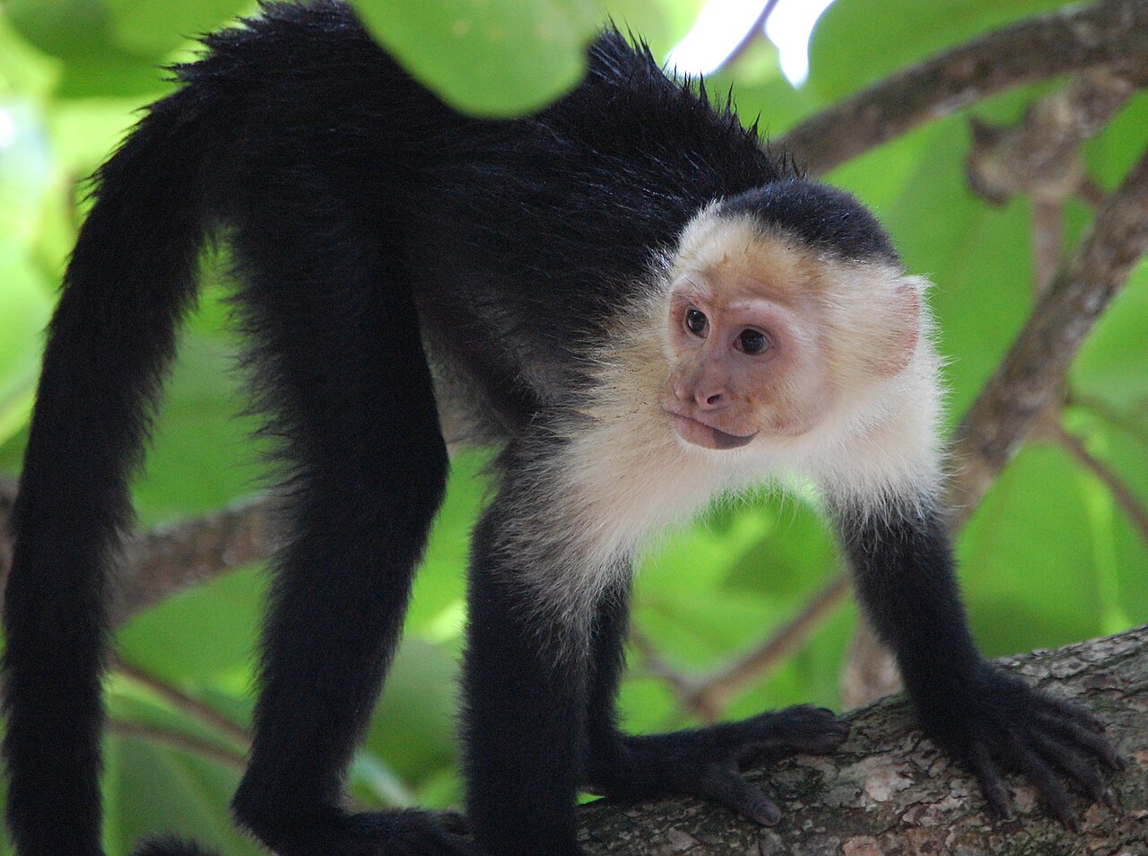 cebus capucinus, costa rica