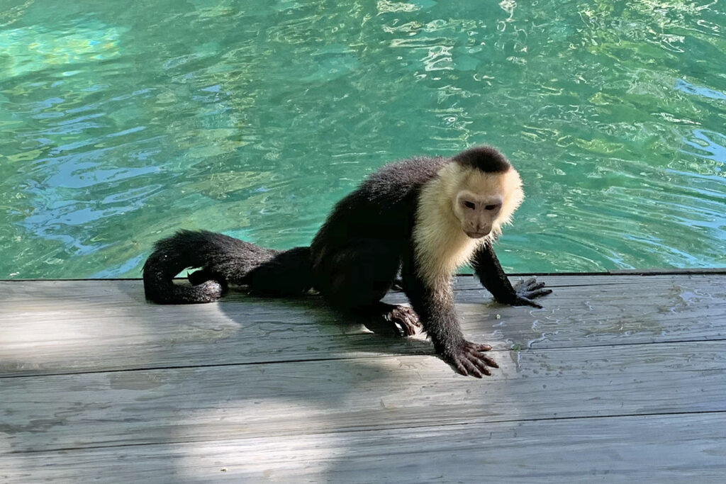 capuchino monkey (cebus capucinus) manuel antonio, costa rica