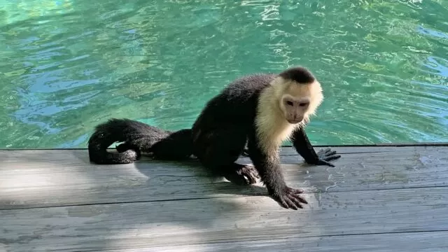 capuchino monkey (cebus capucinus) manuel antonio, costa rica