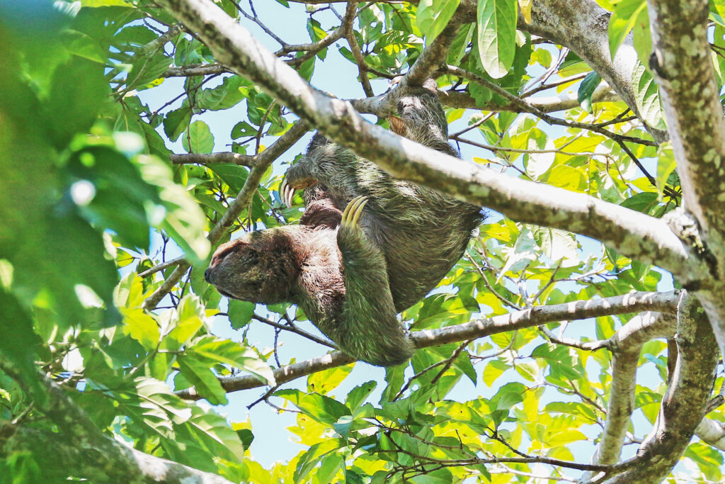 pale throated sloth in costa rica