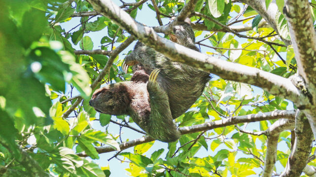 pale throated sloth in costa rica