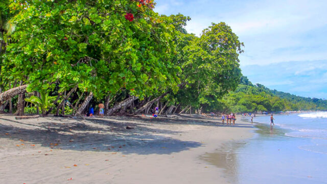espadilla beach trees 1