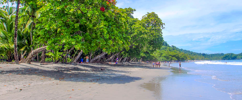 espadilla beach trees 1