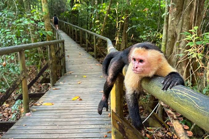 Manuel Antonio National Park Guided Tour